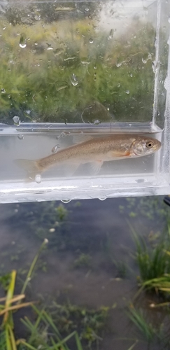 Northern leatherside chub (Lepidomeda copei) — Cyprinidae — 4