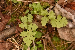 Woodsia obtusa occidentalis