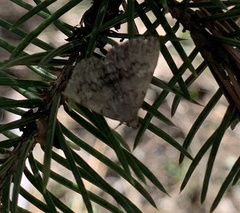 Epirrita dilutata