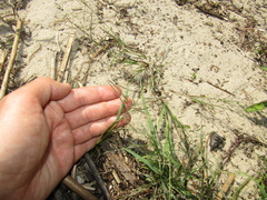 Eragrostis pilosa