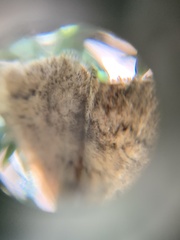 Epirrita dilutata