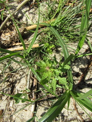 Eragrostis pilosa