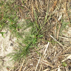 Eragrostis pilosa