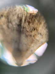 Epirrita dilutata