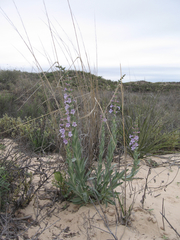 Penstemon buckleyi