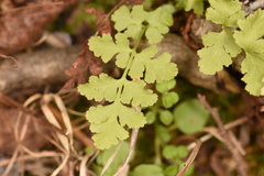Woodsia obtusa occidentalis