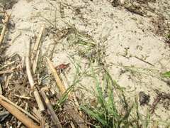 Eragrostis pilosa