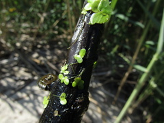 Lemna minor