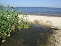 Lemna minor