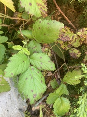 Phragmidium violaceum