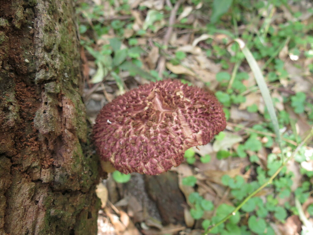 shaggy cap from Ulladulla NSW 2539, Australia by Christopher Brandis