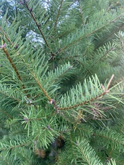Pseudotsuga