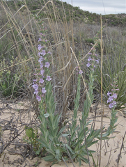 Penstemon buckleyi