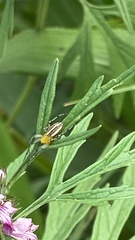 Alpaida rubellula