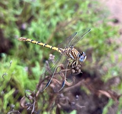 Crenigomphus hartmanni