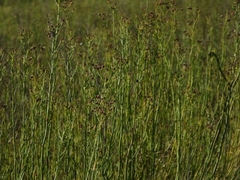 Baccharis juncea