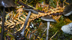 Tephrocybe rancida