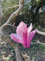 Magnoliaceae
