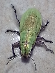 Pantomorus viridisquamosus