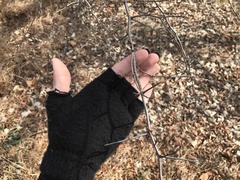 Crataegus phaenopyrum