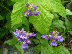 Penstemon serrulatus