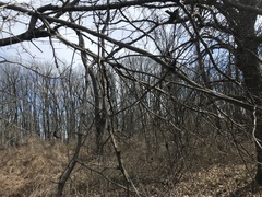 Crataegus phaenopyrum