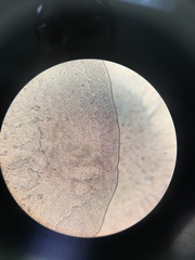 Saccharomyces cerevisiae