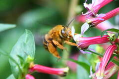 Amegilla bombiformis