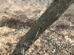 Crataegus phaenopyrum