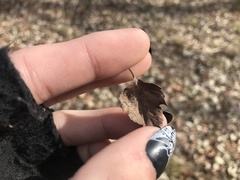 Crataegus phaenopyrum