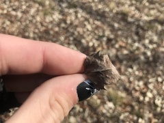 Crataegus phaenopyrum