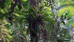 Bromeliaceae