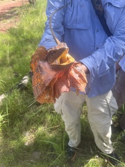 Chlamydosaurus kingii