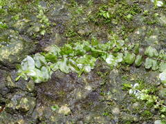 Plagiomnium rostratum