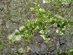 Plagiomnium rostratum