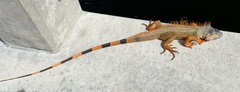 Iguana iguana