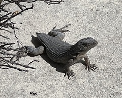 Leiocephalus carinatus