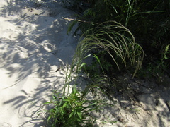 Eragrostis pilosa