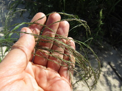 Eragrostis pilosa