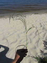 Eragrostis pilosa