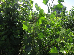 Populus × canadensis