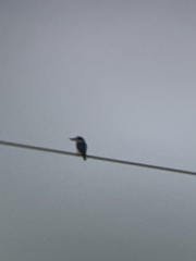 Todiramphus macleayii