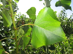 Populus × canadensis