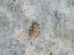 Eleutherodactylus johnstonei