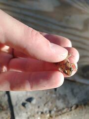 Eleutherodactylus johnstonei