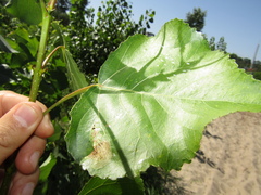 Populus × canadensis
