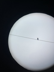 Todiramphus macleayii