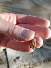 Eleutherodactylus johnstonei