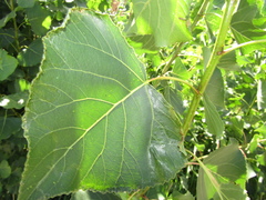 Populus × canadensis