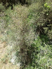 Coprosma propinqua propinqua